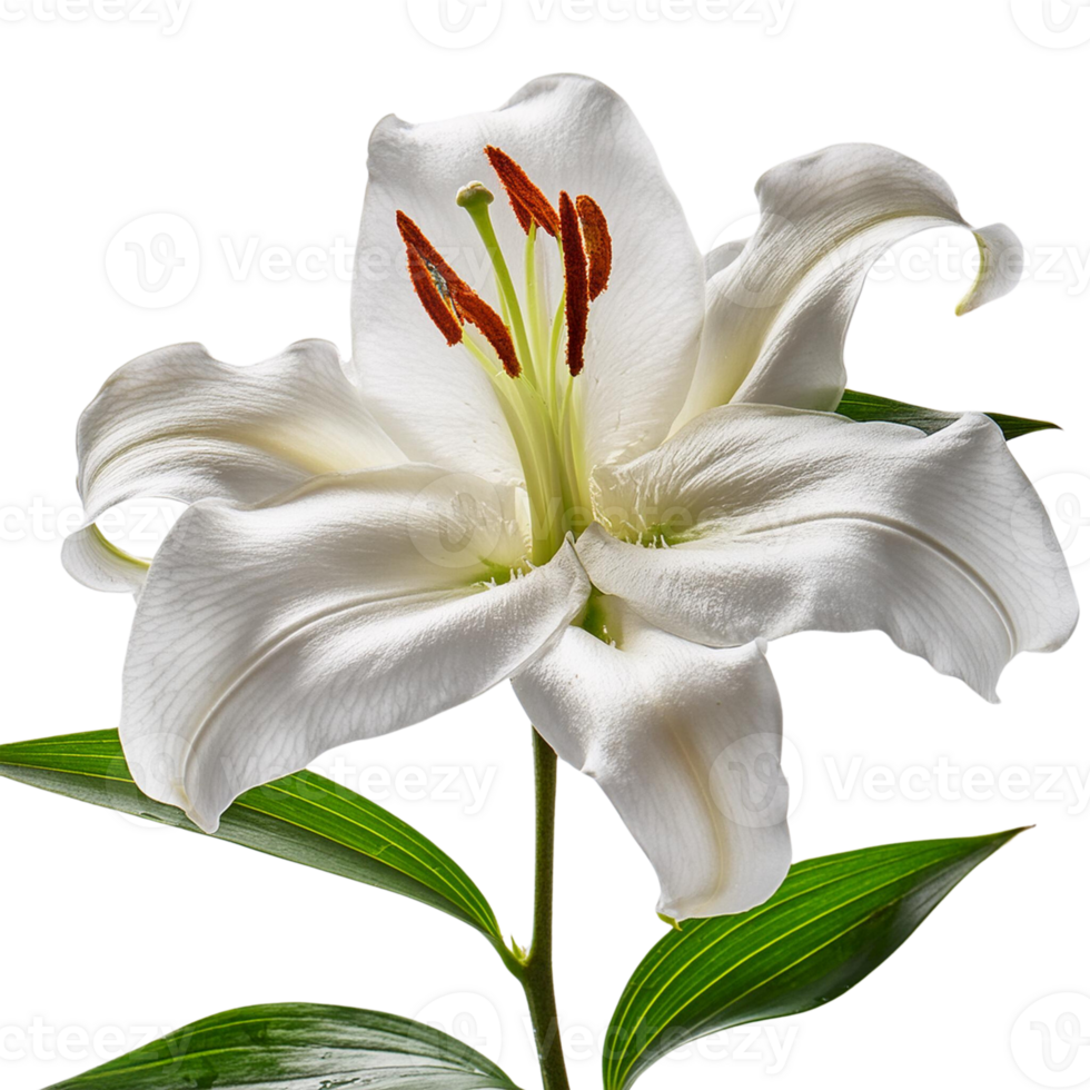 white lily flower on transparent background png