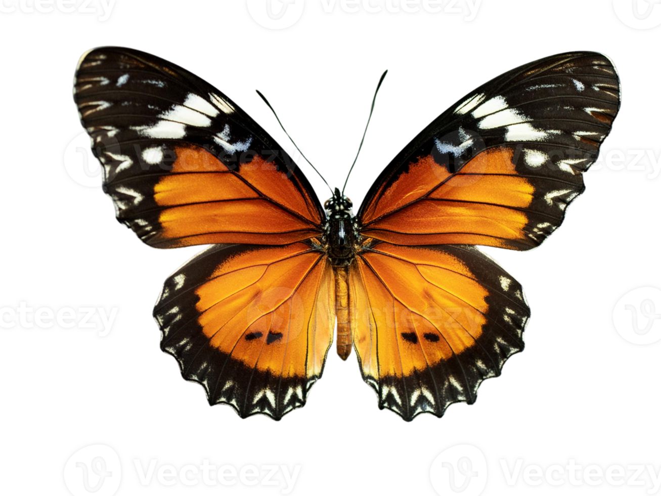 butterfly on Isolated Transparent Background png
