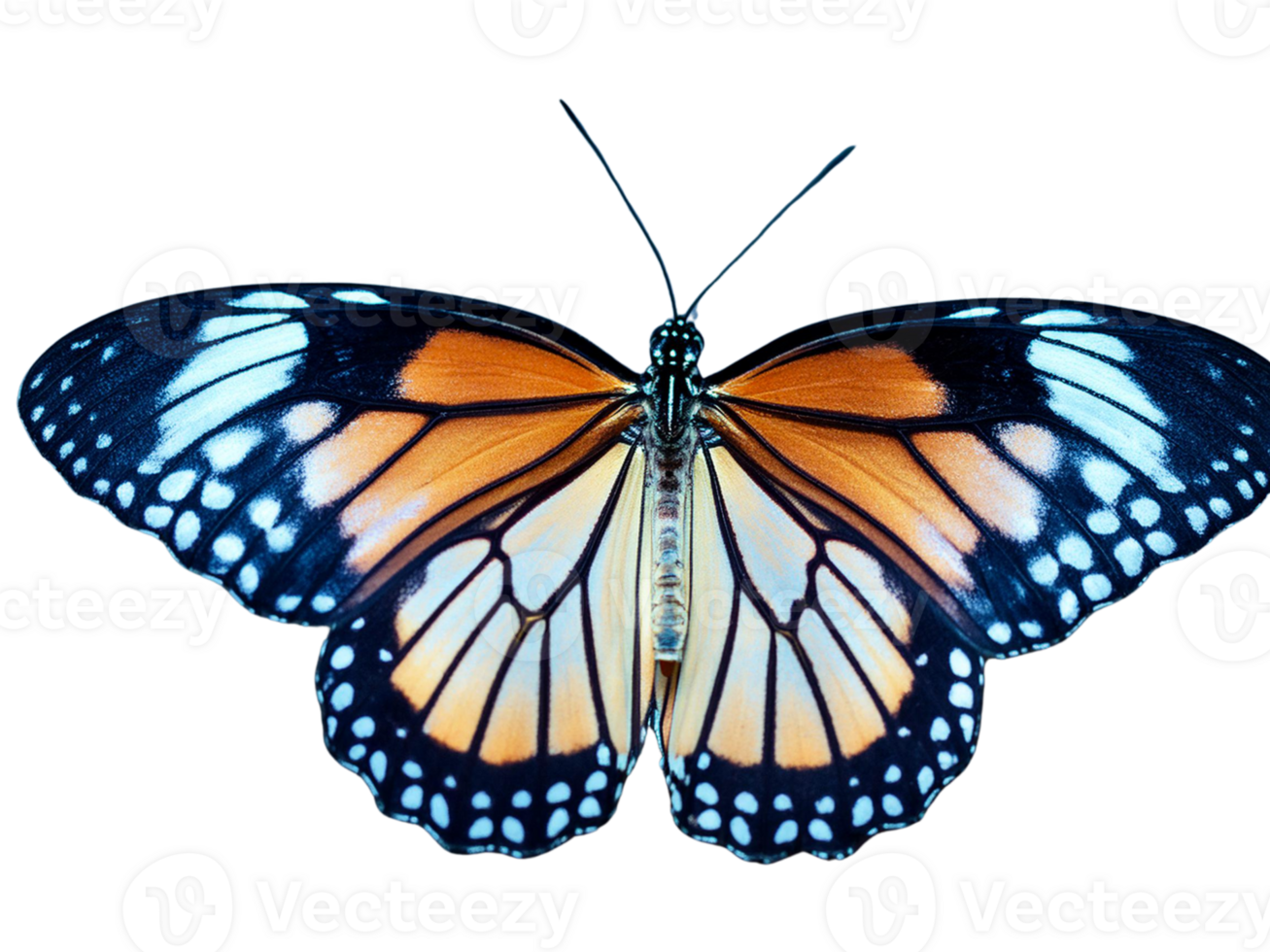 butterfly on Isolated Transparent Background png