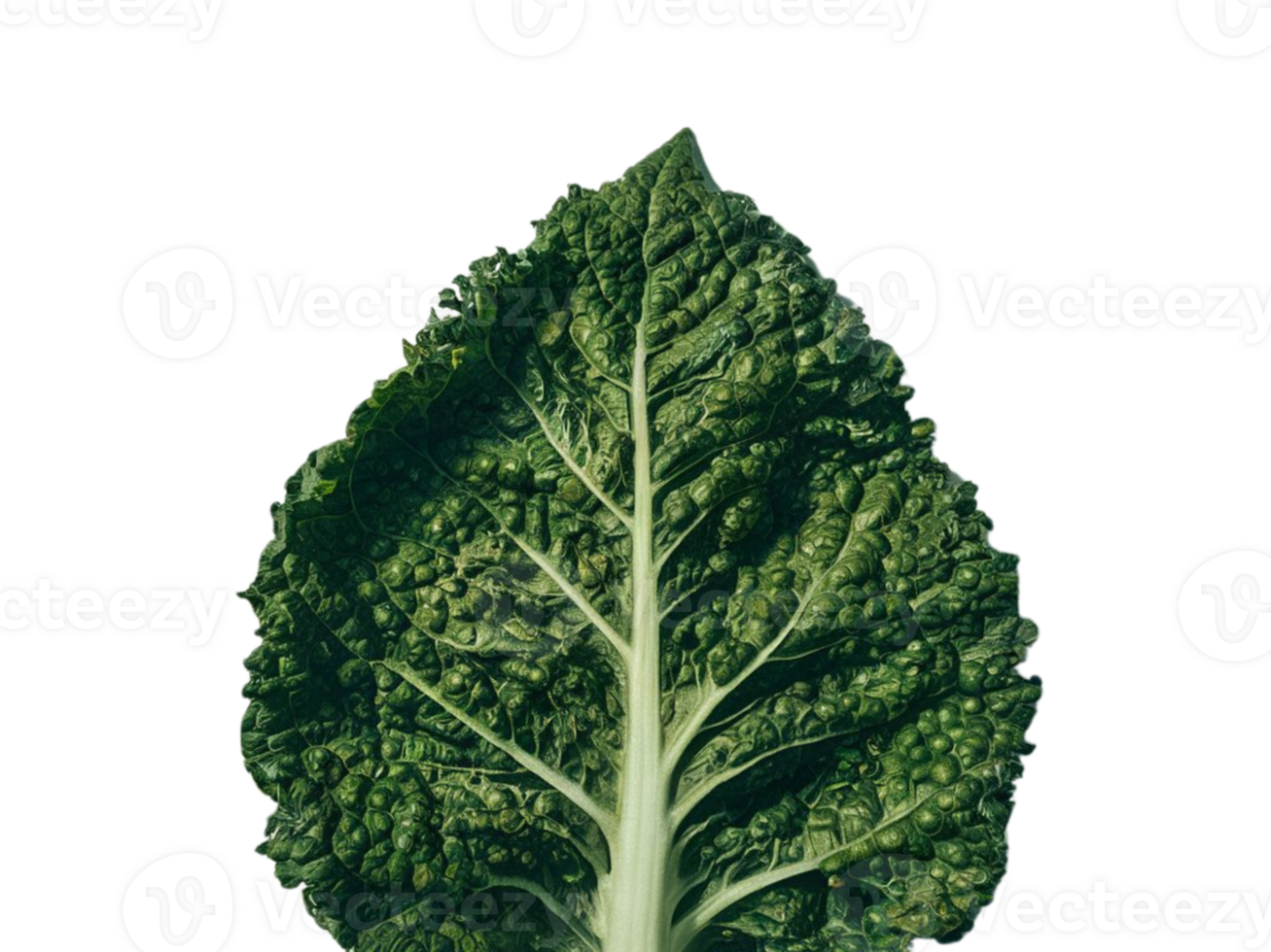 a leaf of kale on a transparent background png