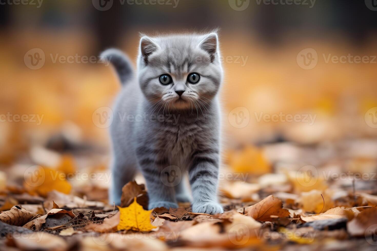 A small kitten is walking across a ground covered in fallen leaves, exploring its surroundings. photo