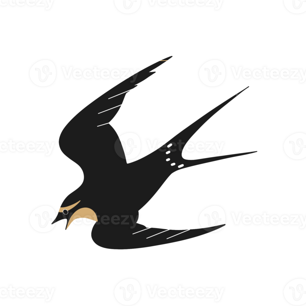 Swallow bird illustration png