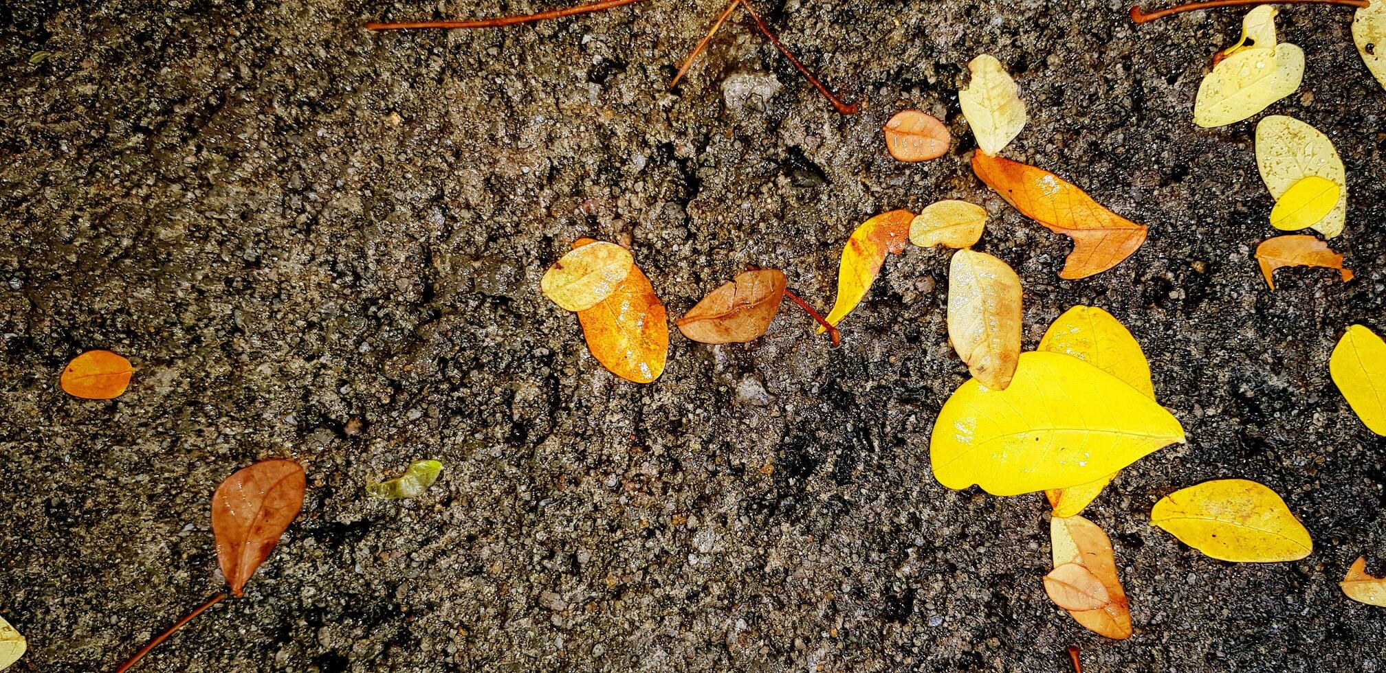 Yellow and brown leaves falling to wet rough concrete floor after raining at park. Nature and Abstract Background concept. photo