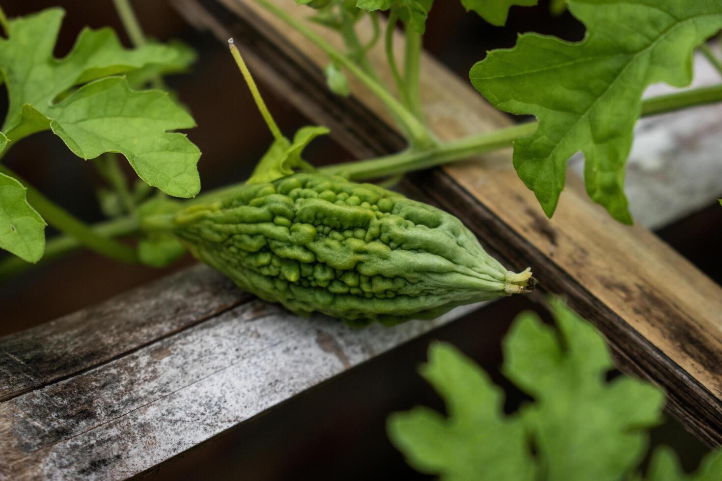 Bitter gourd in an organic rooftop farm photo