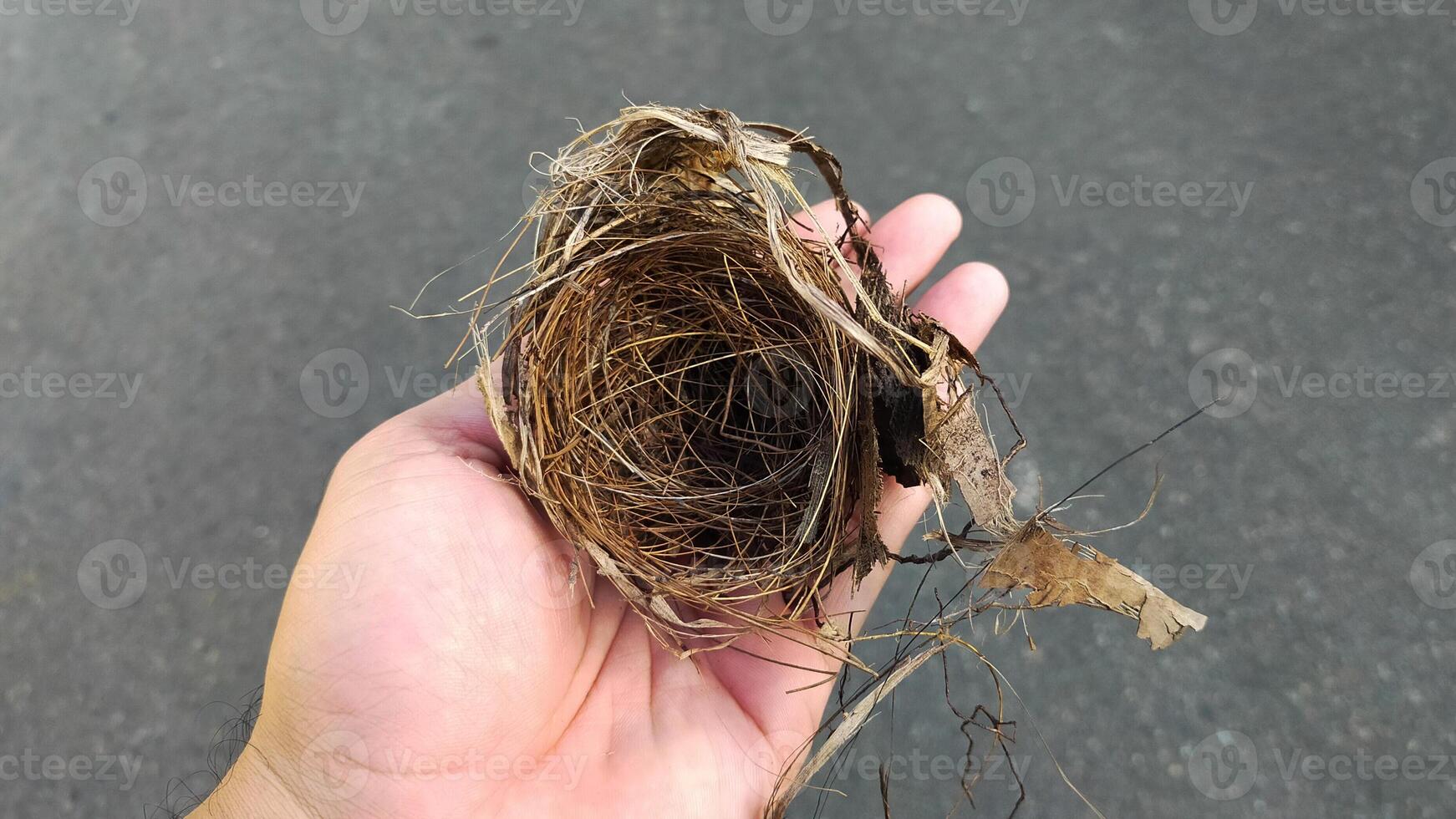 Hand Holding an Empty Bird Nest on an Outdoor Background photo