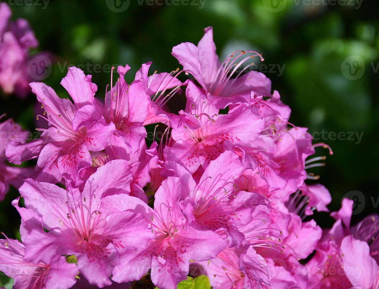 Azaleas Flower in Full Bloom Garden. photo