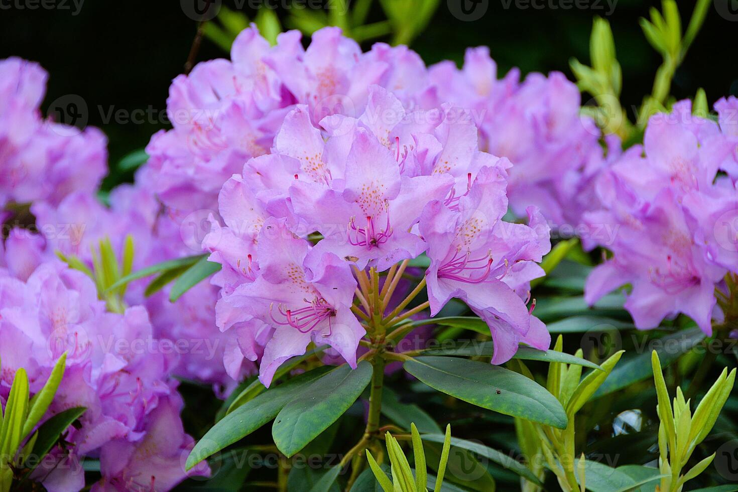 Rhododendron blooming flowers in the spring garden,Beautiful pink photo
