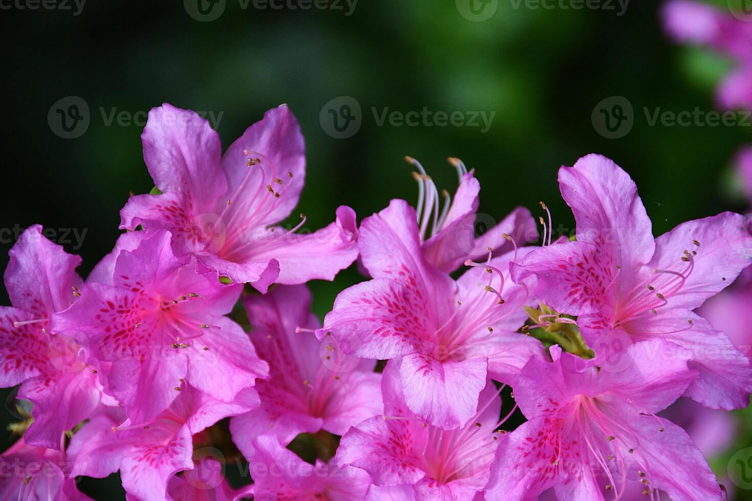 Azaleas Flower in Full Bloom Garden. photo