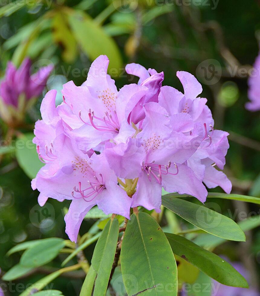 Rhododendron blooming flowers in the spring garden,Beautiful pink. photo