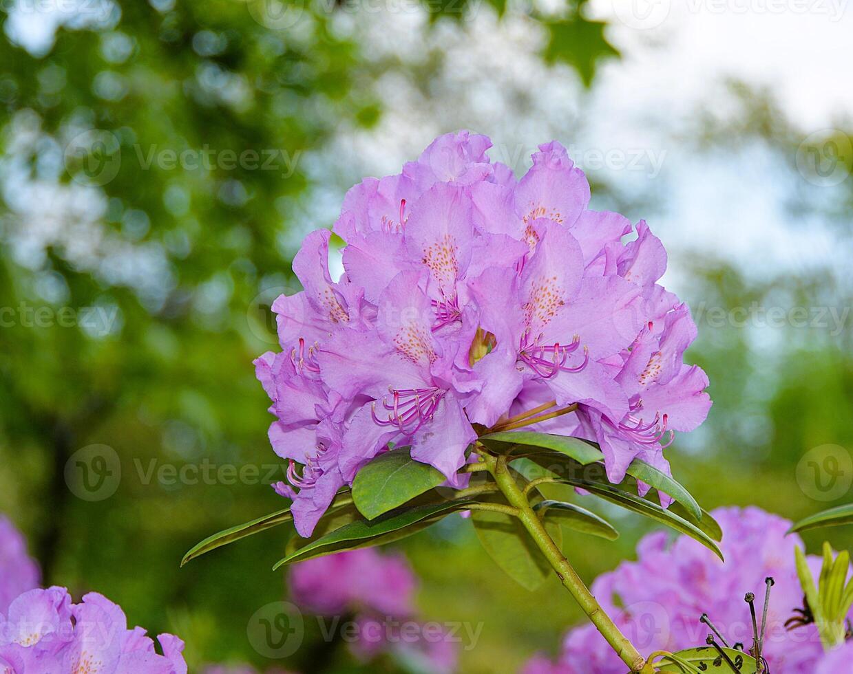 Rhododendron blooming flowers in the spring garden. Beautiful pink Rhododendron close up. photo