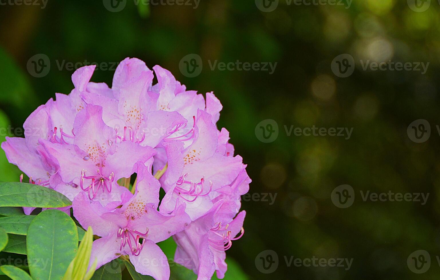 Rhododendron blooming flowers in the spring garden. Beautiful pink Rhododendron close up. photo