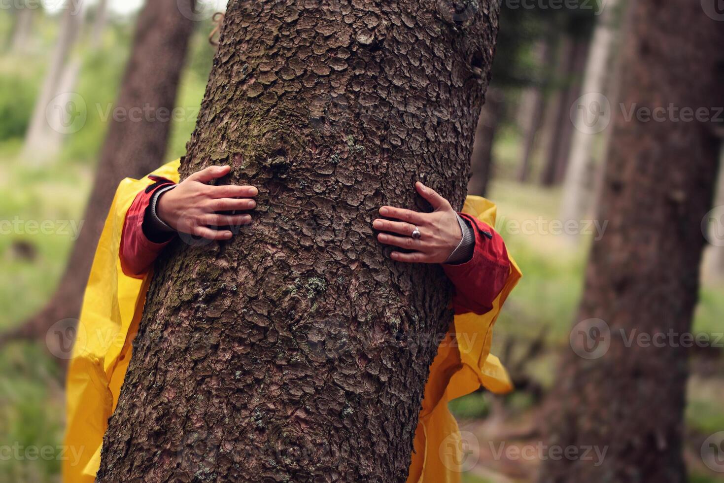 woman in forest - hands hugging tree trunk in forest photo
