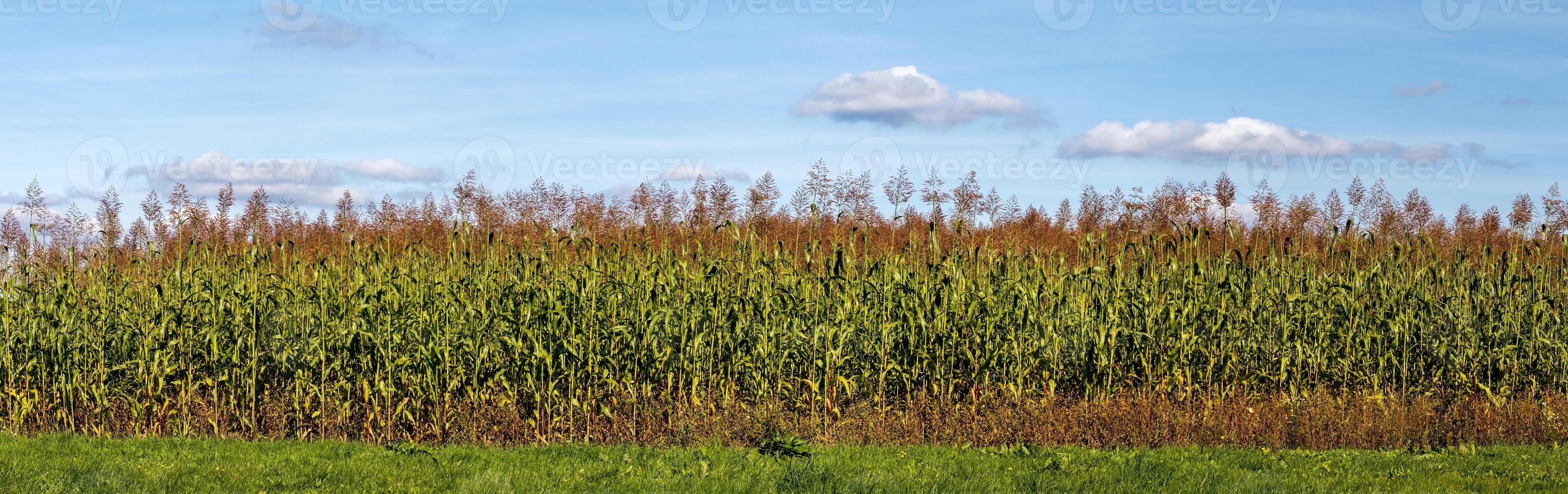 corn field - tall corn plants with green leaves photo