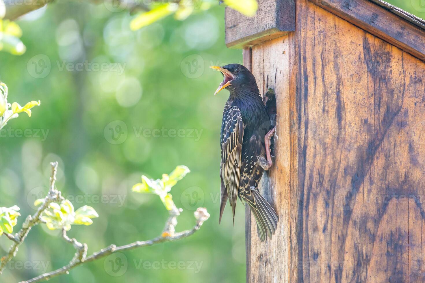 starling bird in the entrance hole of a wooden birdhouse photo