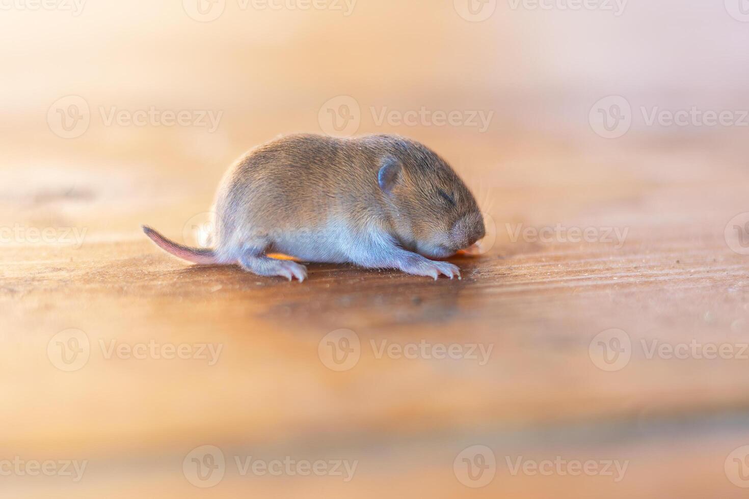 a little cub mouse, a baby vole on a wooden plank photo