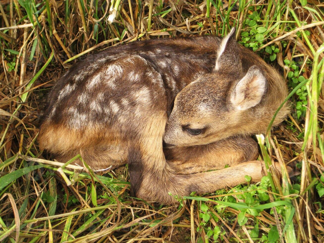 young roe deer fawn lies hidden in tall grass photo