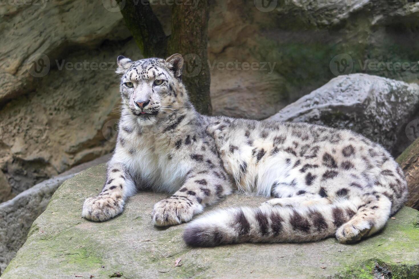 Snow leopard, Irbis lying on a rock photo