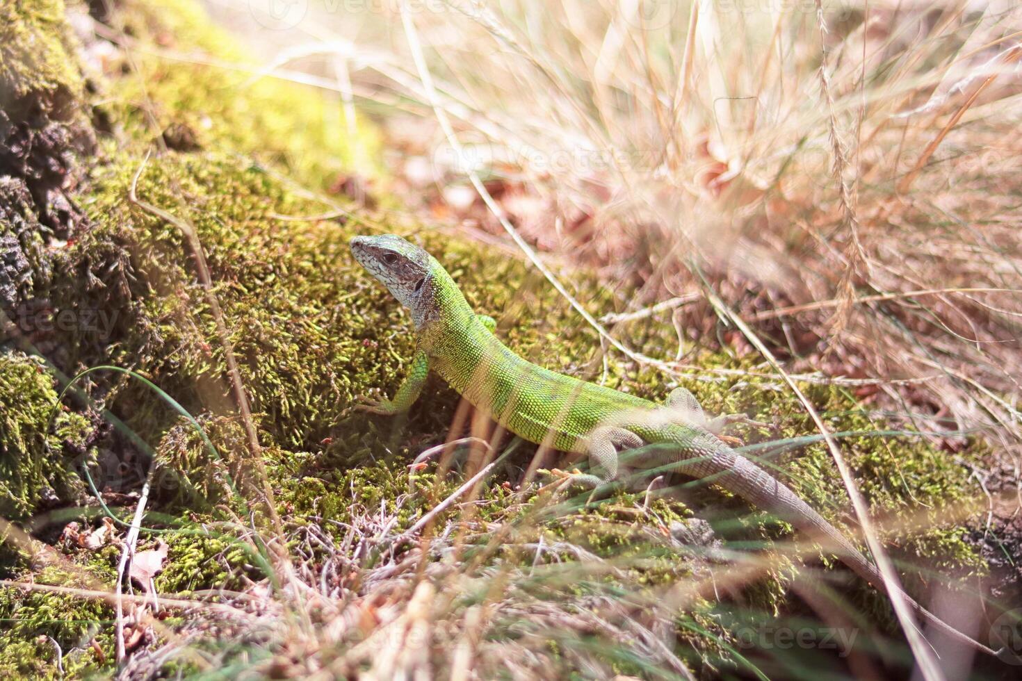 Small green lizard in grass on moss, sunlight photo