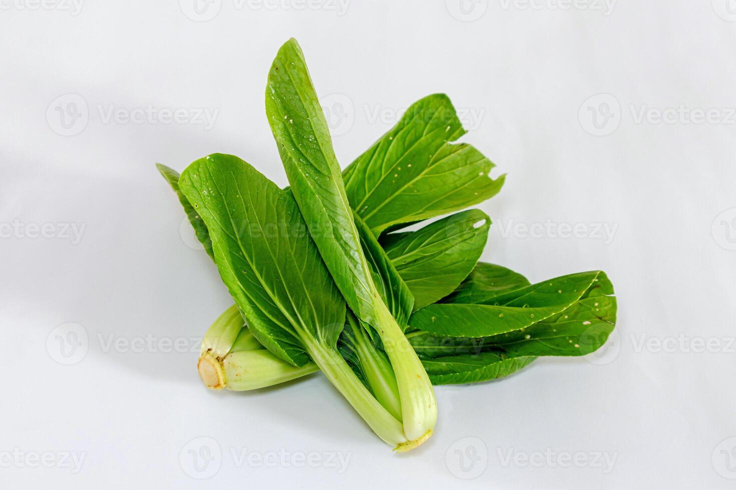 Fresh pak choi cabbage or chinese cabbage isolated on white background. Bok choy, pak choi or pok choi vegetable. photo