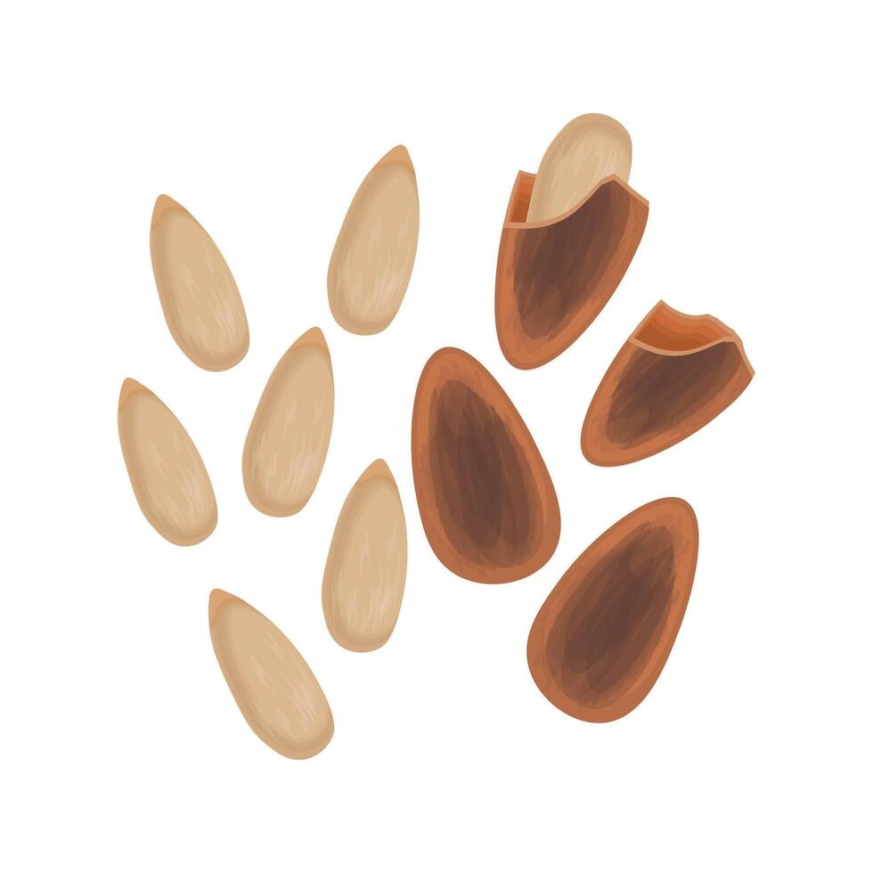 Illustration logo Clip art Whole and shelled pine nuts vector