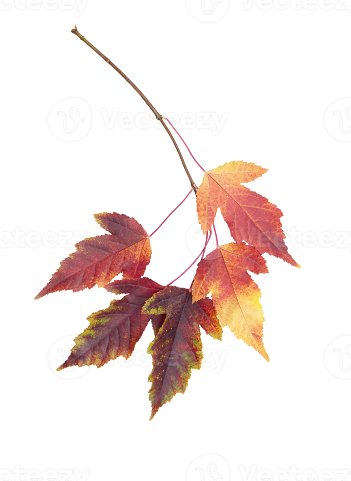 Autumn or summer leaves. Twig with red-yellow ash leaves on isolated background. Design element png