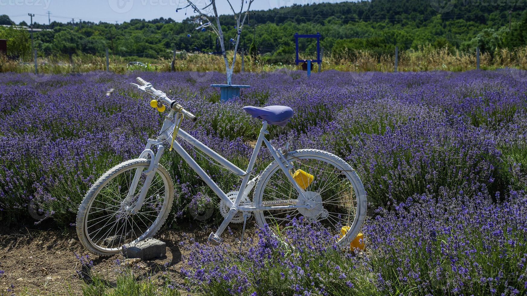 Bicycle in the lavender field on a hot summer day photo