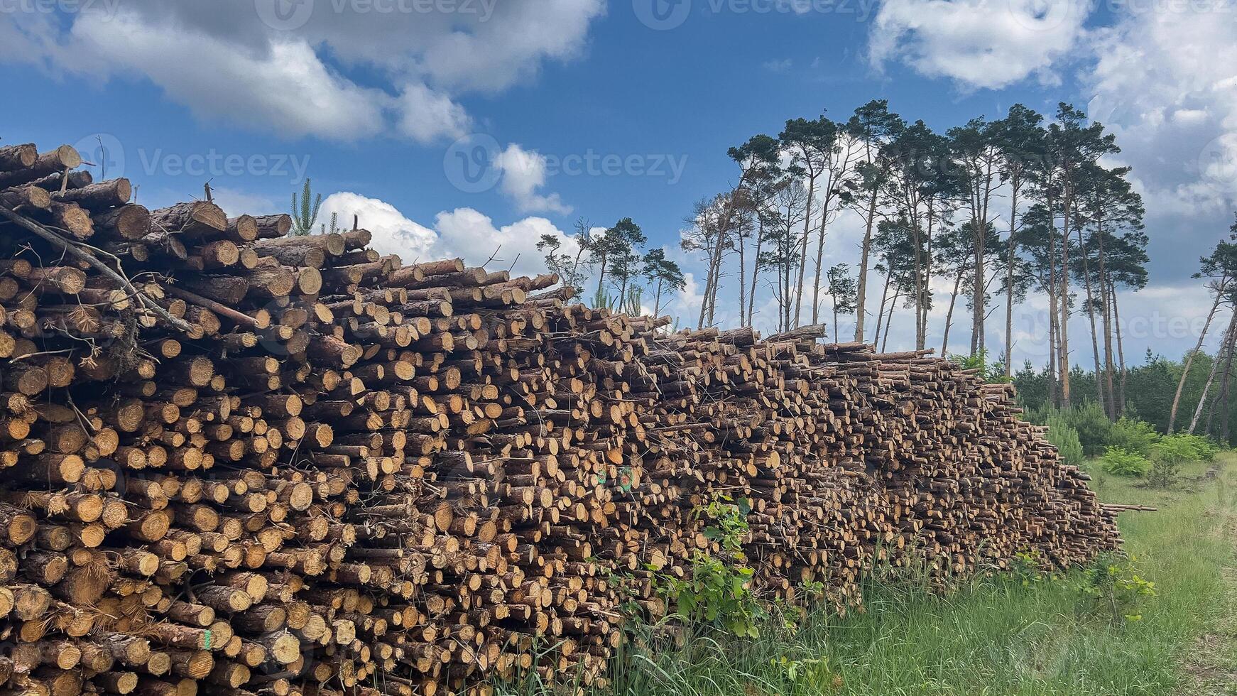 Extensive Collection of Logs in a Natural Setting photo