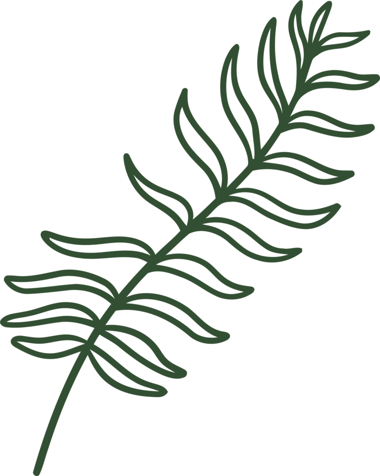 fern line illustration organic design png