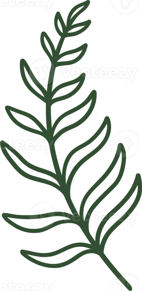 fern line illustration organic design png