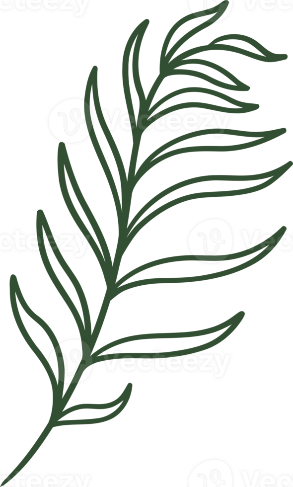 fern line illustration organic design png