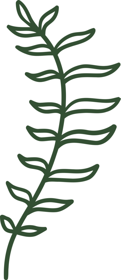 fern line illustration organic design png