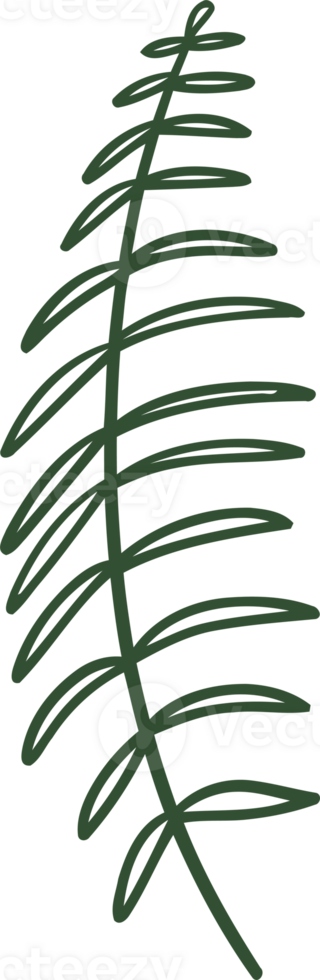 fern line illustration organic design png