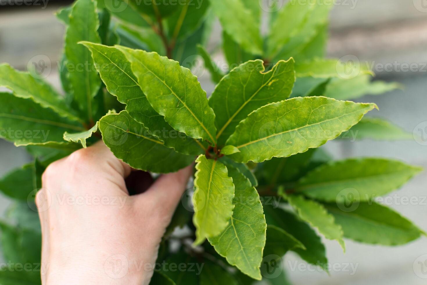 Fresh laurel branch outdoors, laurus nobilis photo