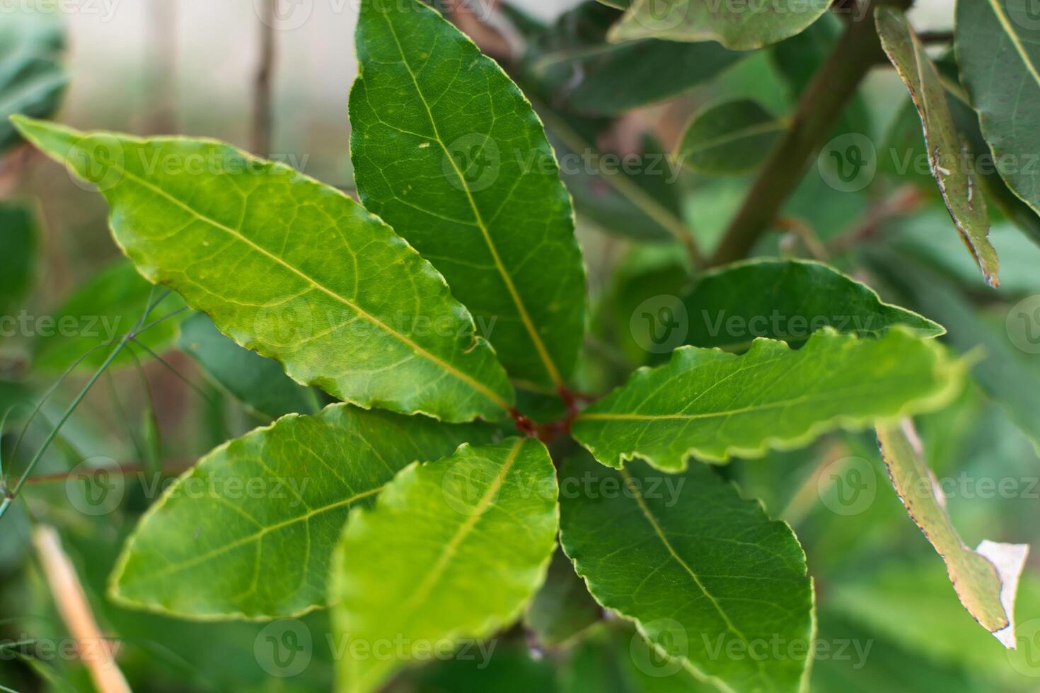 Fresh laurel branch outdoors, laurus nobilis photo