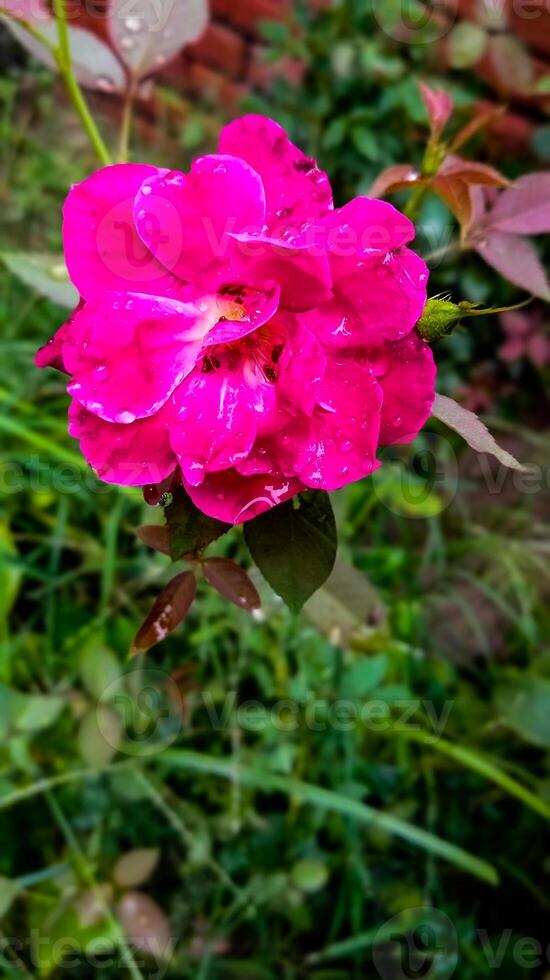 elegancia en floración el rosado Rosa flor foto