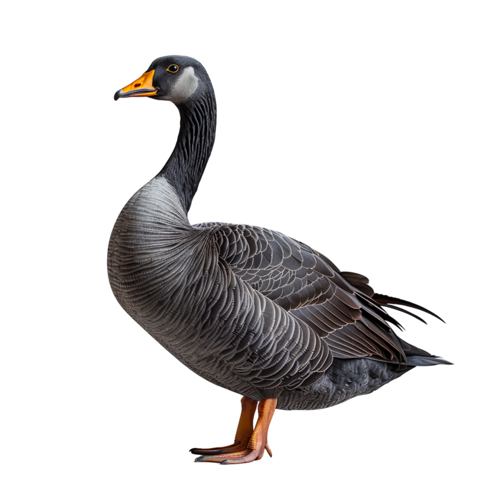 Graceful Duck with Glistening Feathers Elegance and Beauty in Nature png