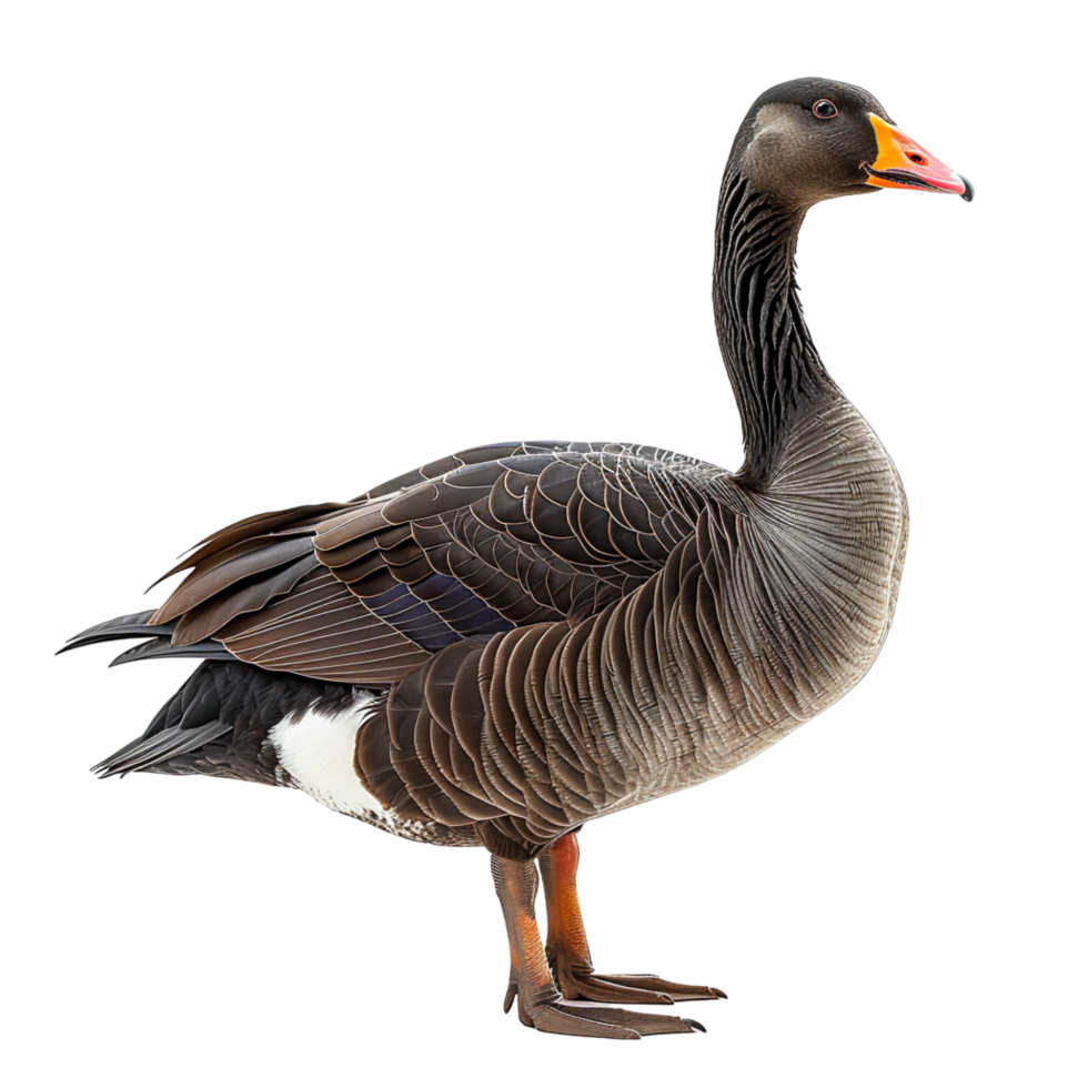 Graceful Duck with Glistening Feathers Elegance and Beauty in Nature png