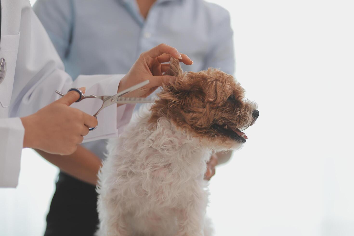 Veterinary doctor and assistant working together examining dog on table in veterinary clinic Pet health care and medical concept. Close-up. photo