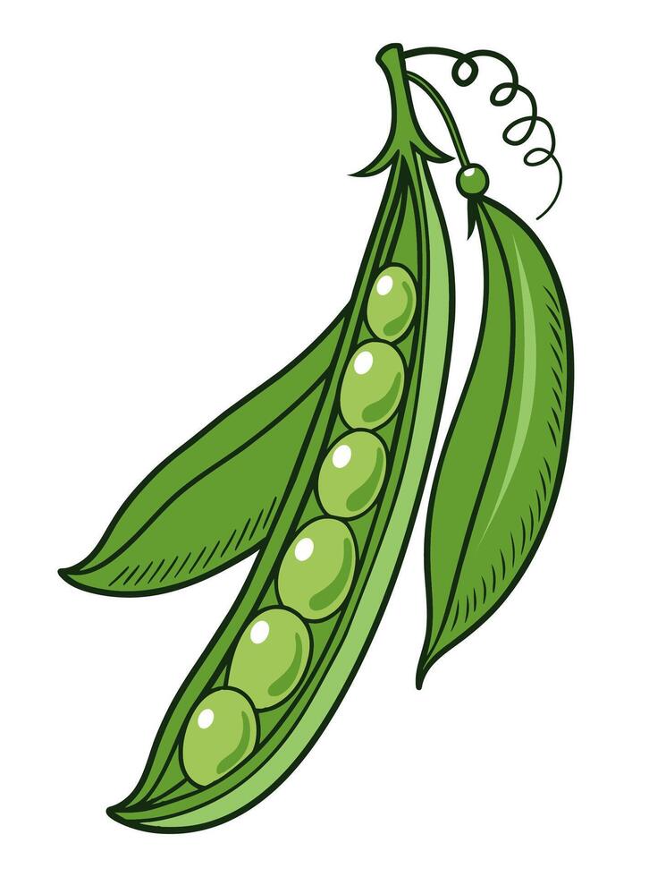 Hand drawn green pea pod. Cartoon style illustration. vector