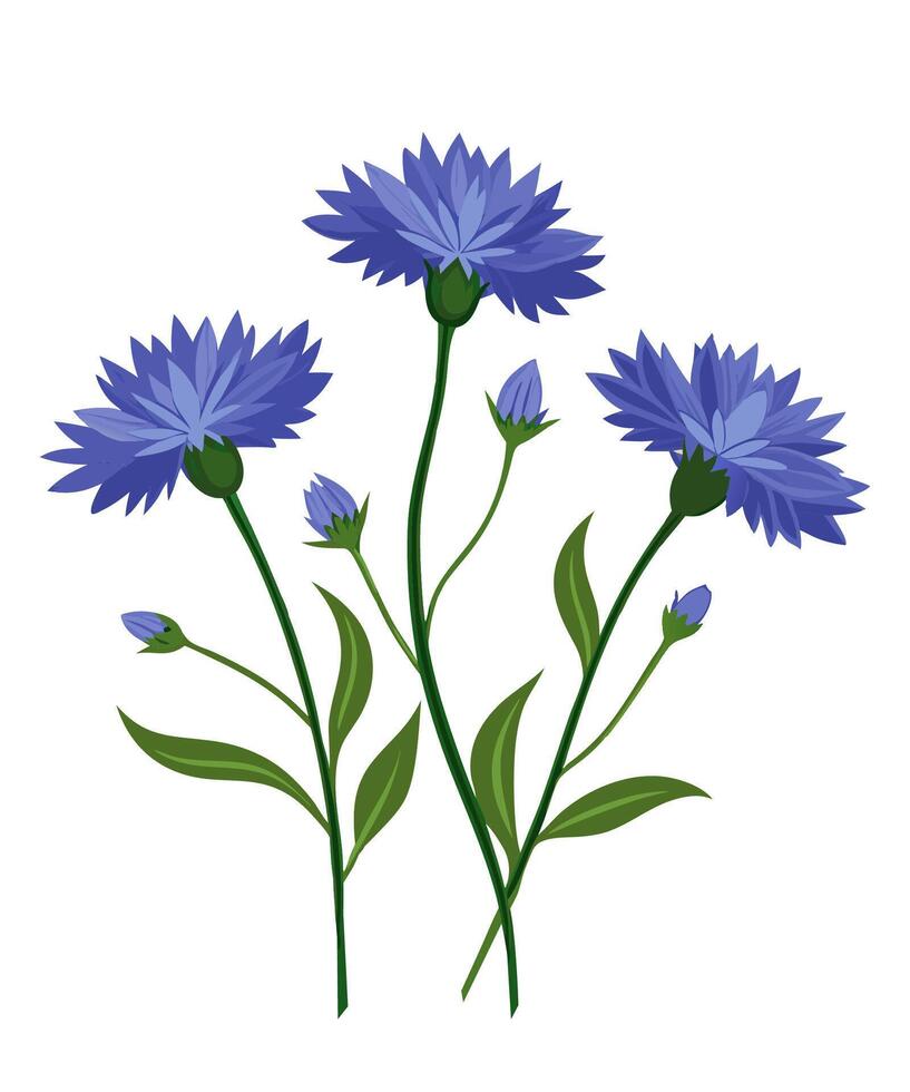 Bouquet of wildflowers of cornflowers. illustration. vector