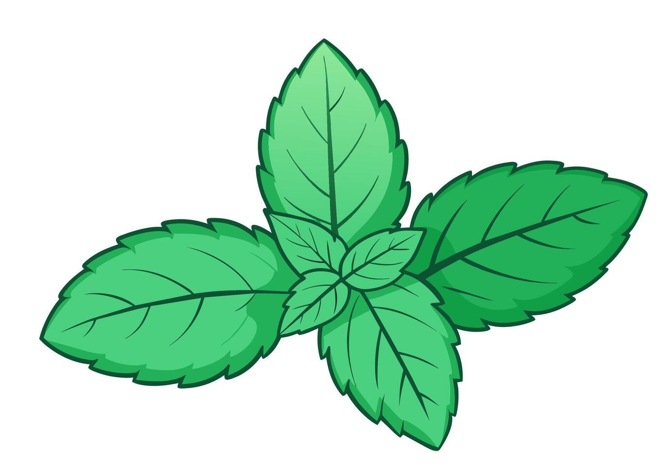 Hand drawn mint leaves isolated on white. Cartoon style illustration. vector