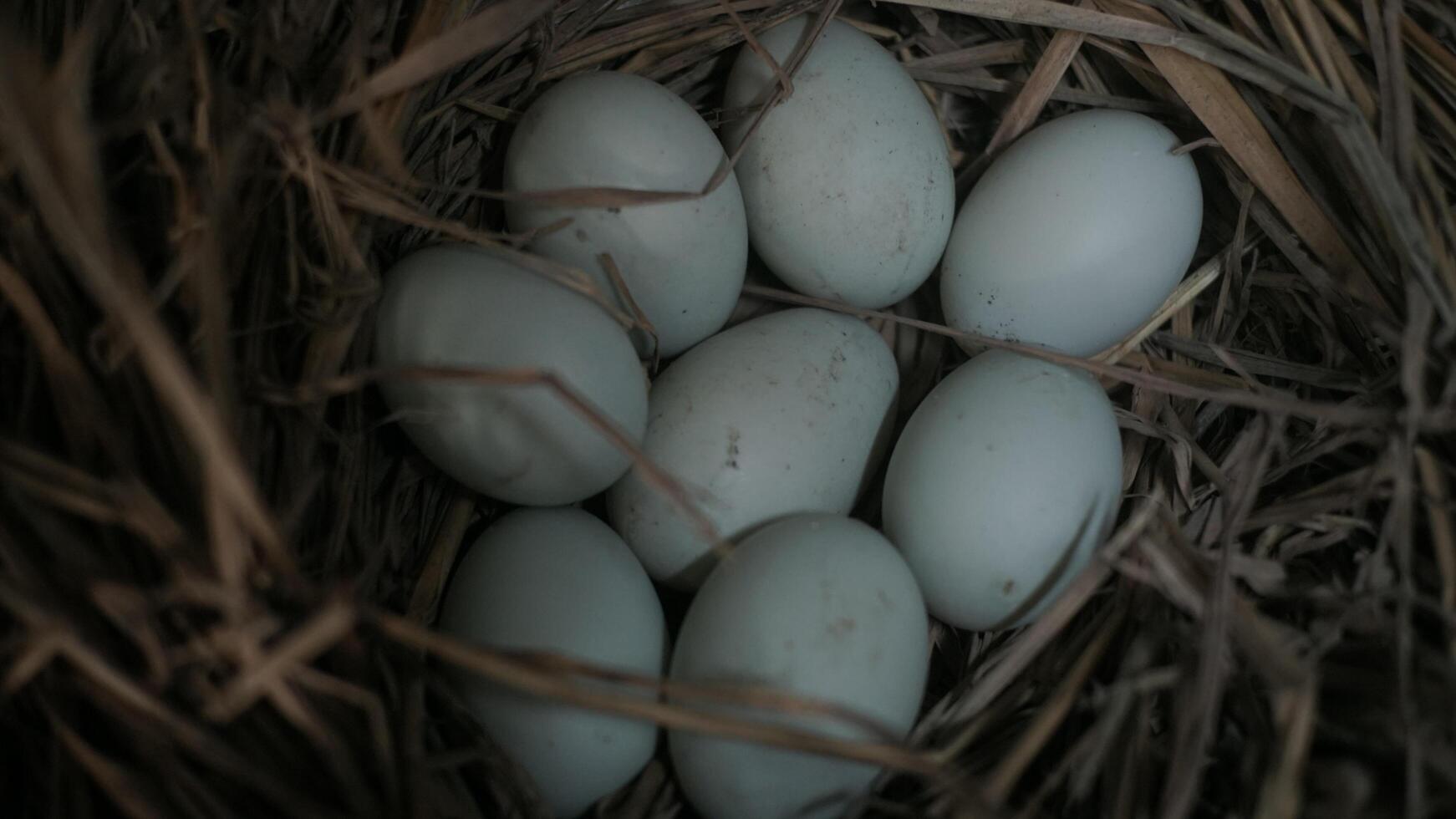 fresh free duck eggs in a nest of hay photo