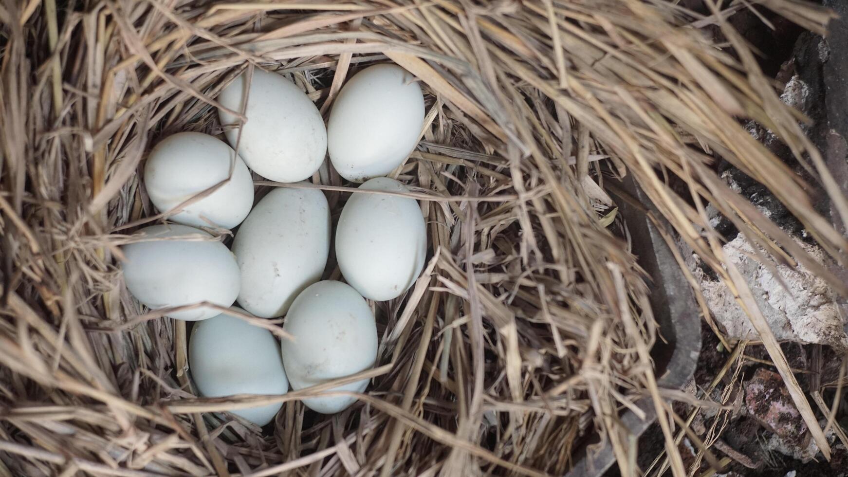 fresh free duck eggs in a nest of hay photo