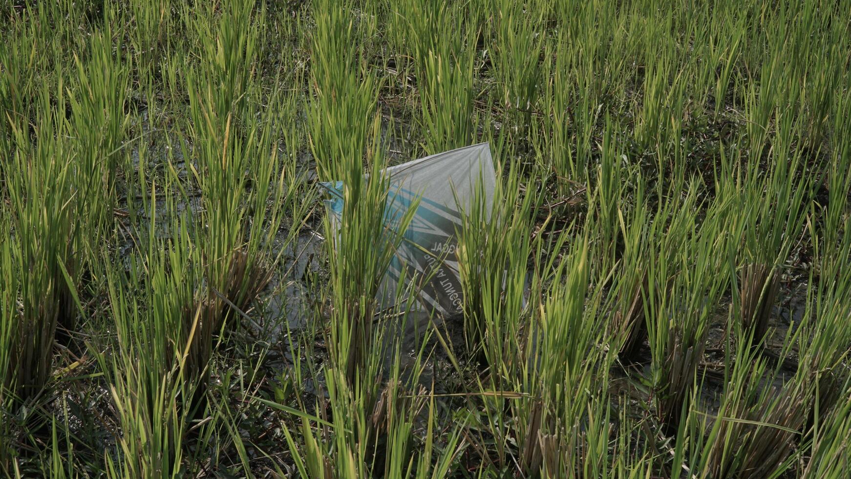 a kite that falls in a rice field photo
