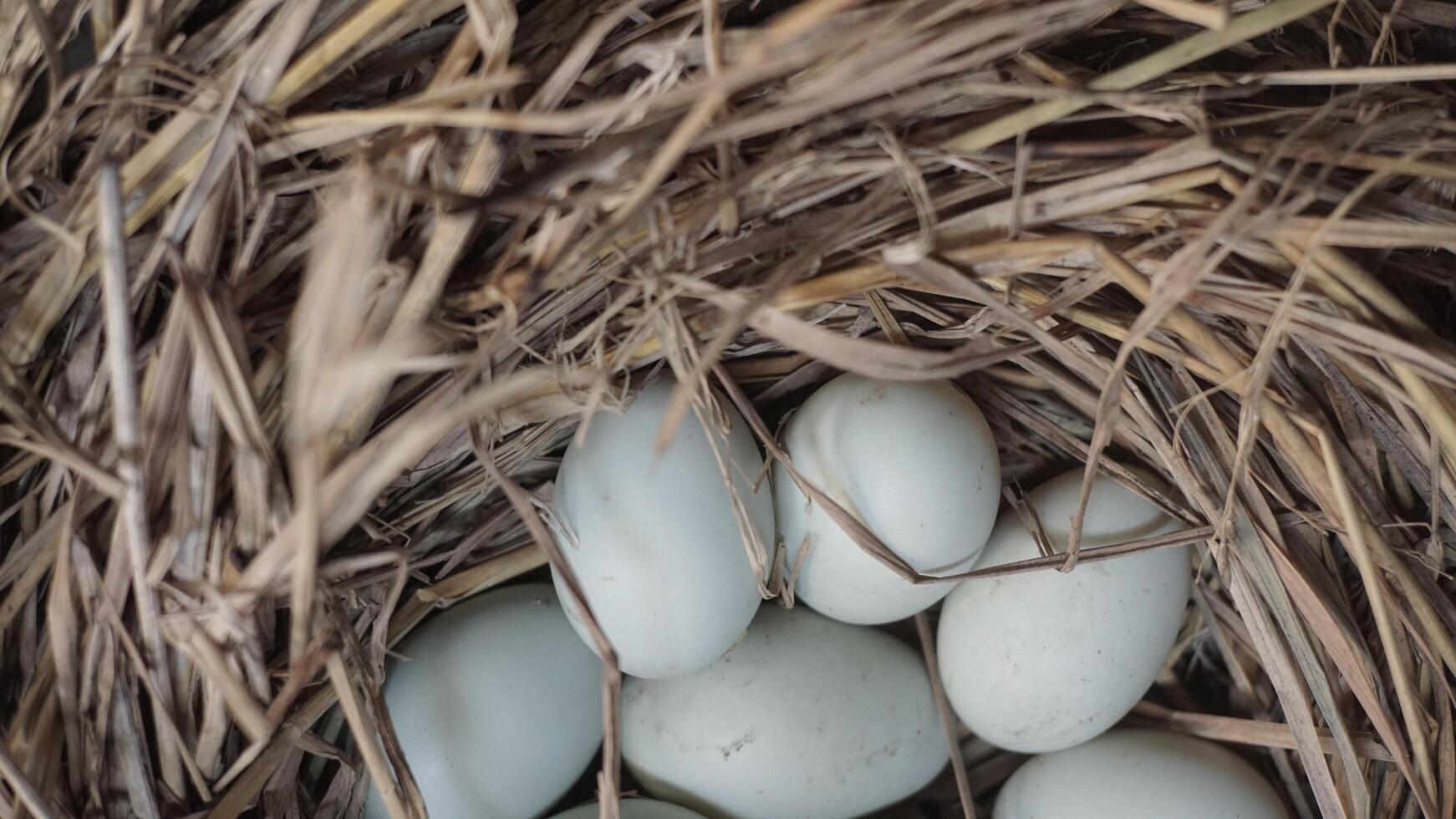 fresh free duck eggs in a nest of hay photo