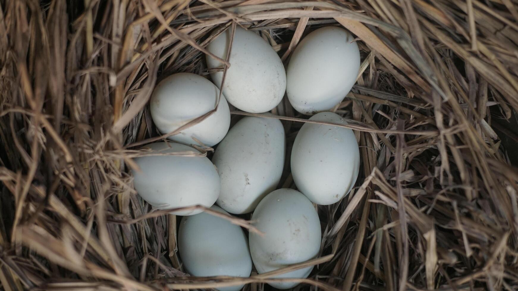 fresh free duck eggs in a nest of hay photo