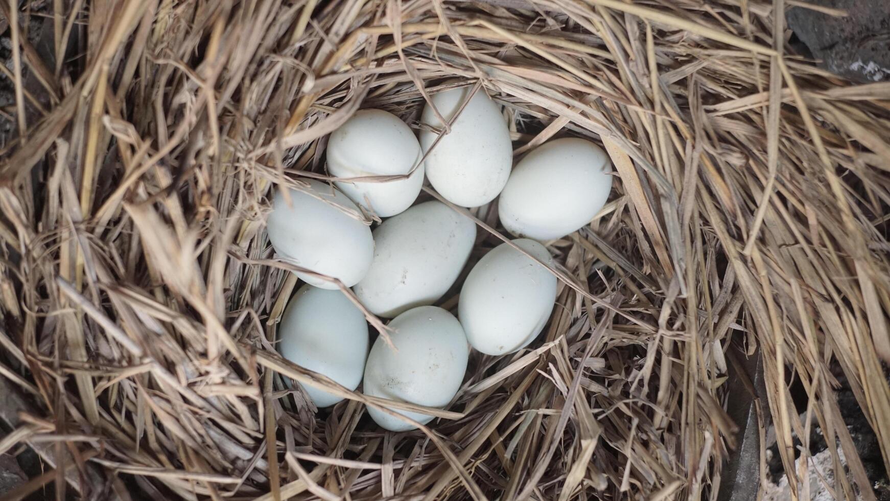 fresh free duck eggs in a nest of hay photo