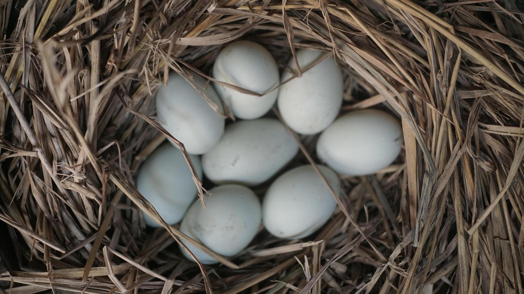 fresh free duck eggs in a nest of hay photo