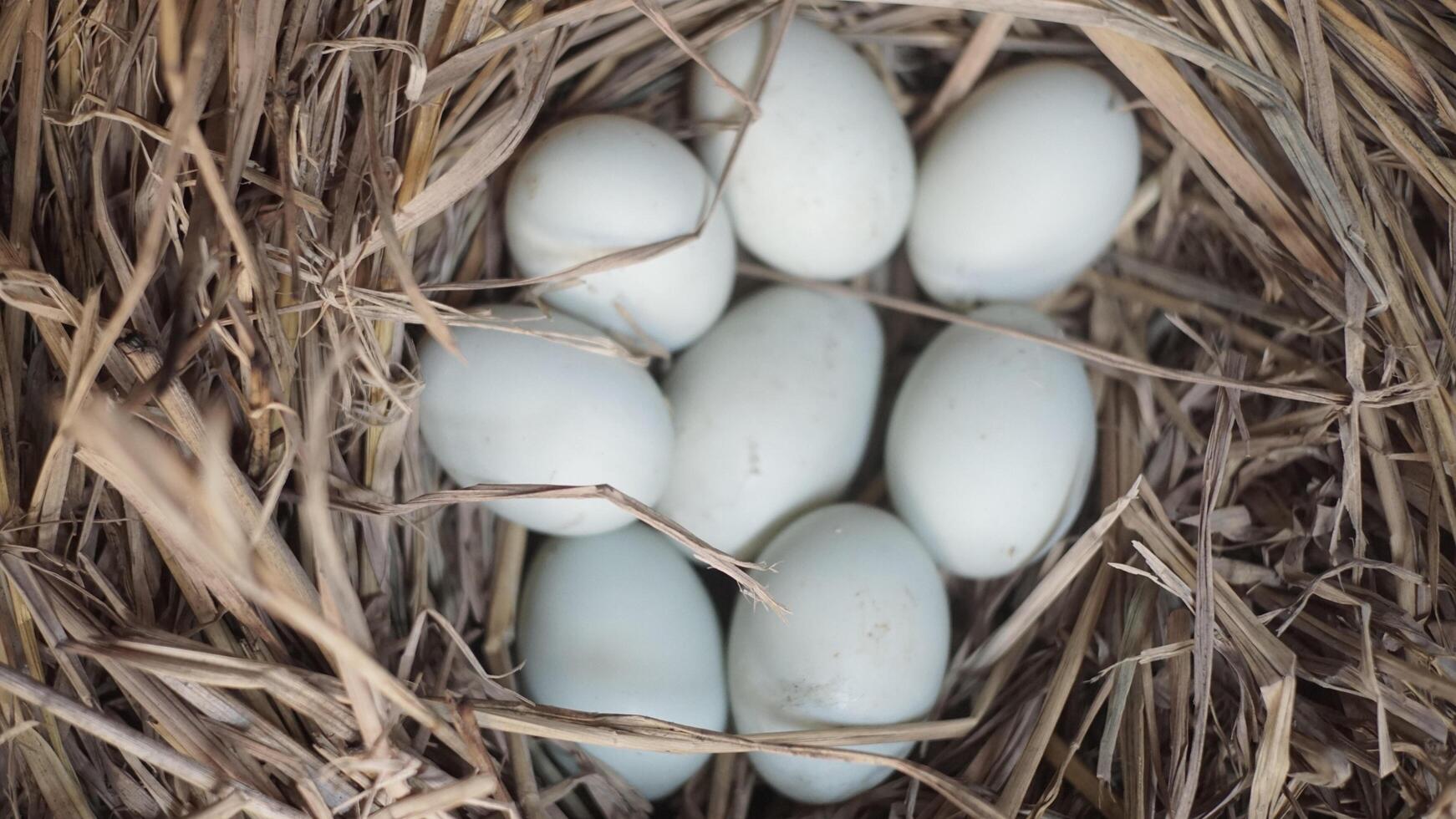 fresh free duck eggs in a nest of hay photo