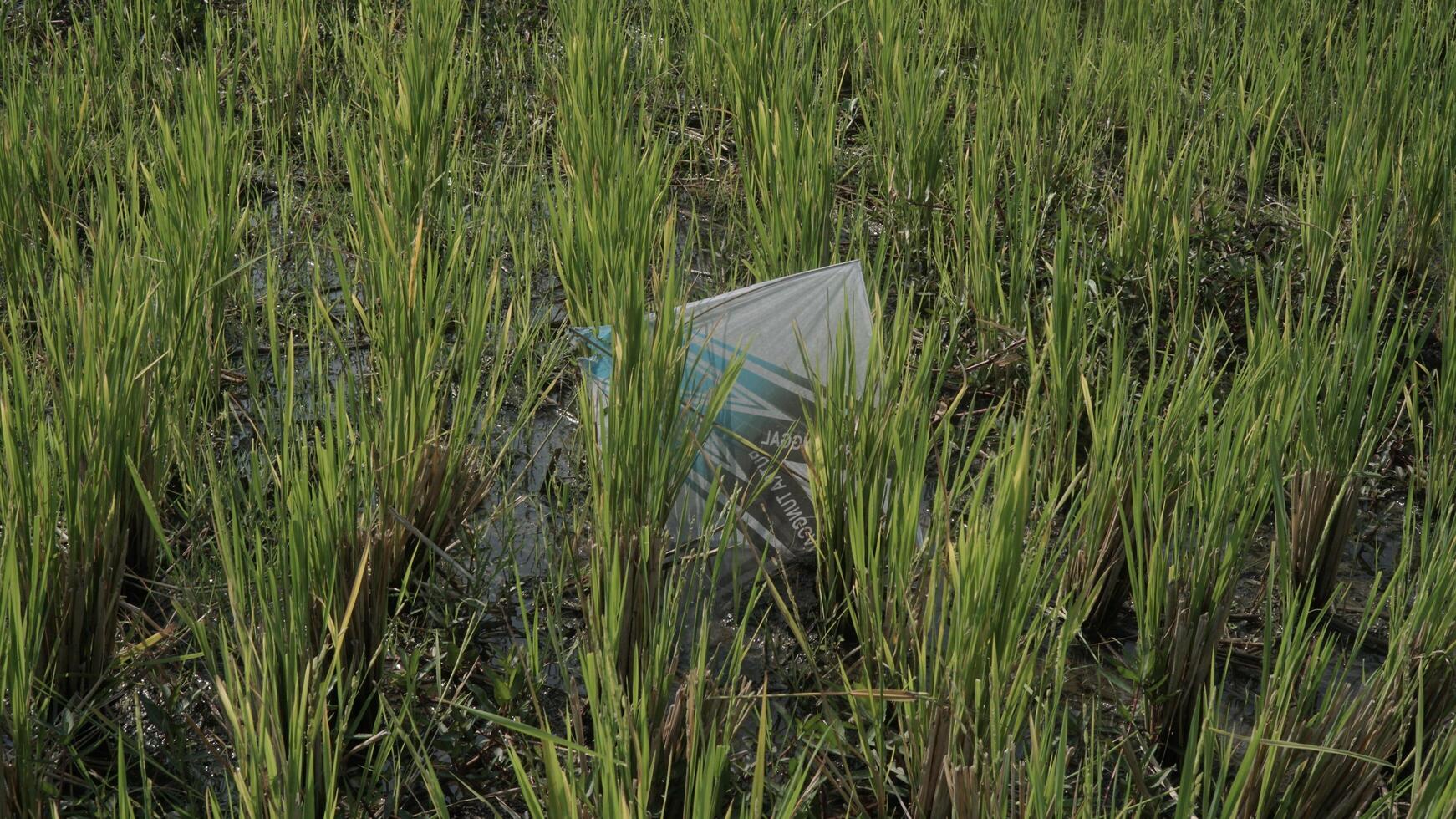 a kite that falls in a rice field photo
